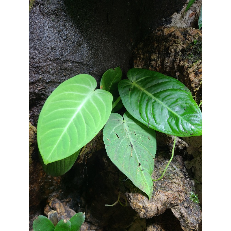 Anthurium villenaorum|2 leaf cutting|Rooted with 2 + leaves