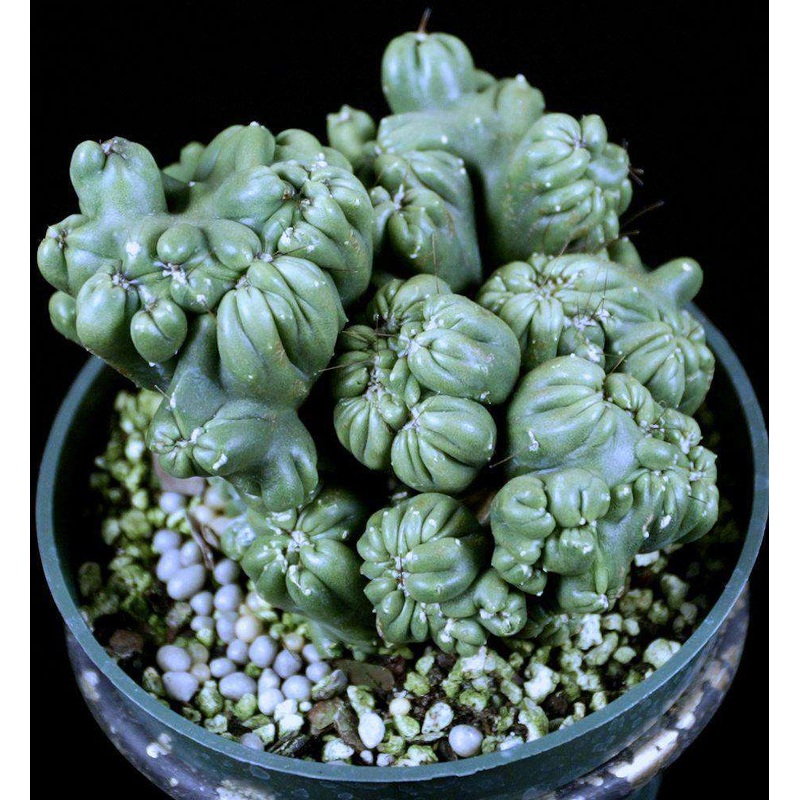 Cereus hildmannianus ‘Ming Thing’