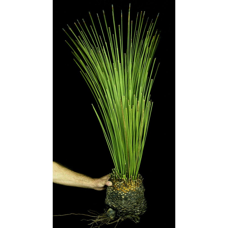 Dasylirion longissimum|4-inch Pot|Large