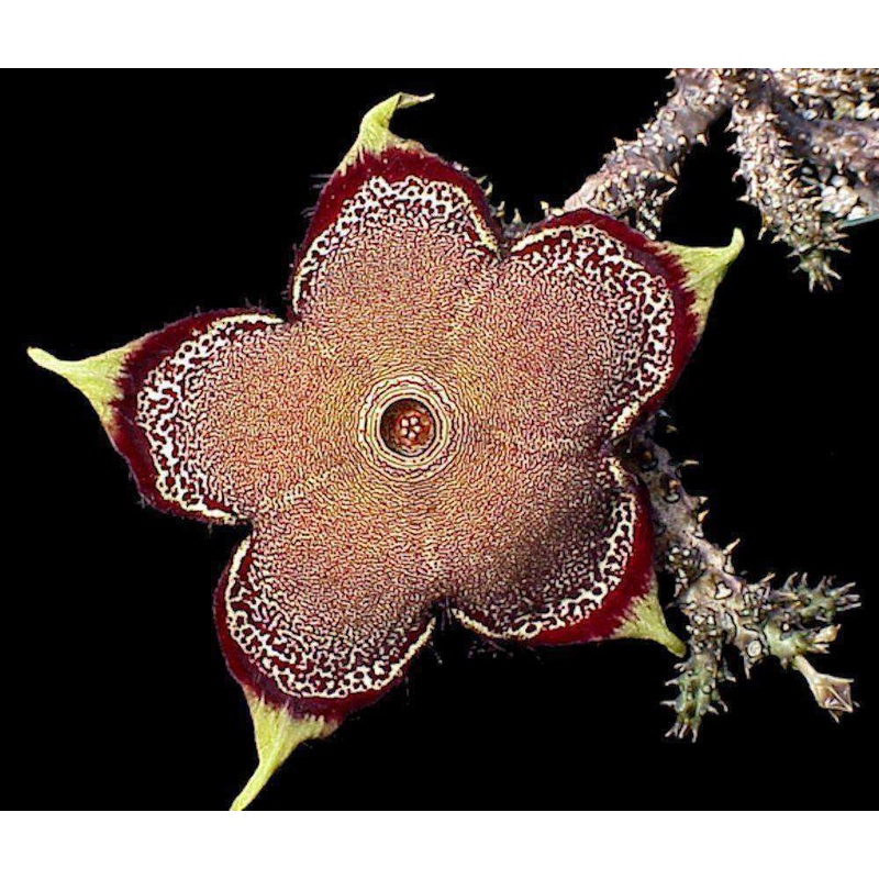 Edithcolea grandis|5-inch Pot
