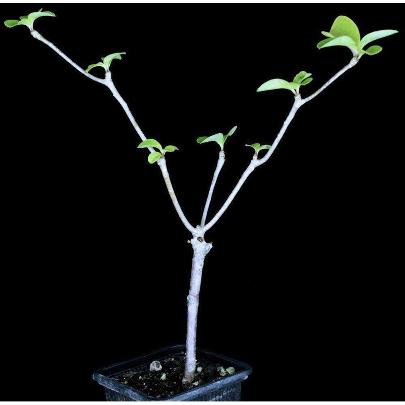 Euphorbia elliotii|3-inch Pot|4-inch Pot|3-inch Pot (WHOLESALEX)