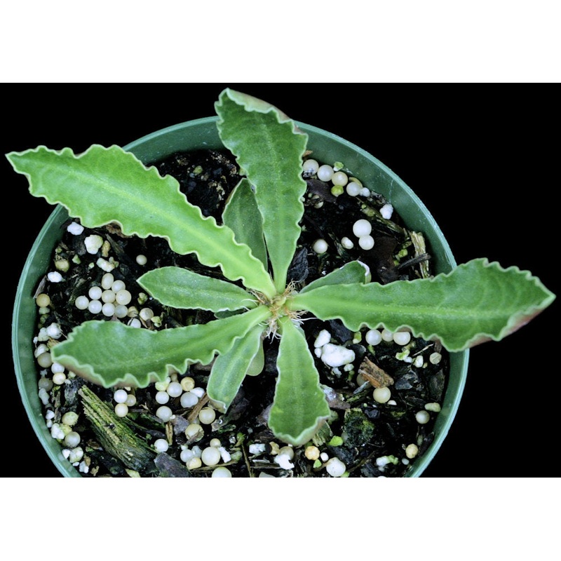 Euphorbia francoisii v. crassicaulis