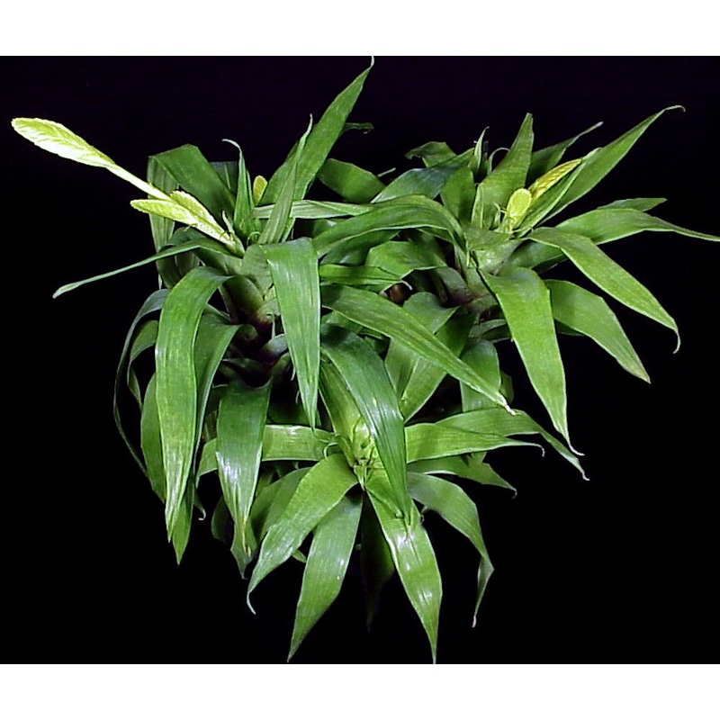 Goudaea ospinae|4.5-inch Pot