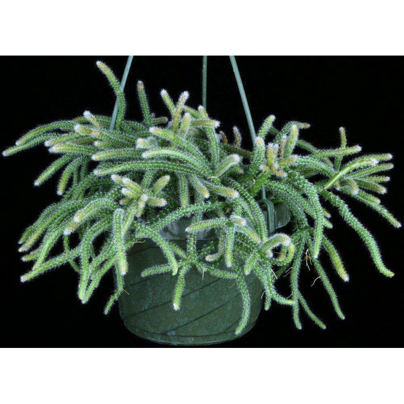Lepismium lumbricoides forma aculeatum