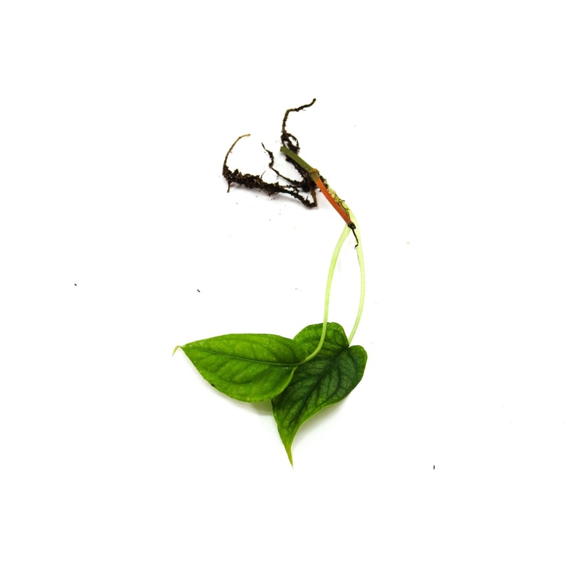 Monstera siltepecana|2-3 leaf cutting|Rooted with 3+ leaves