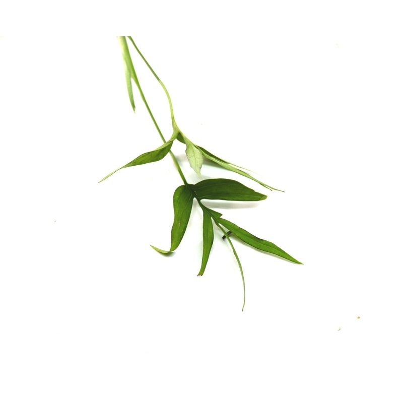 Monstera subpinnata|1-2 leaf cutting|Rooted with 3+ leaves