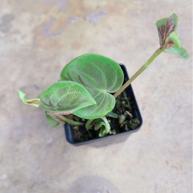 Peperomia cf. crotalophora|2-4 leaf cutting|Rooted with 3+ leaves