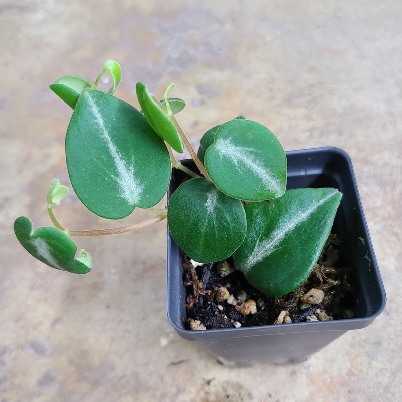 Peperomia eburnia True|3-5 leaf cutting|Rooted with 4+ leaves