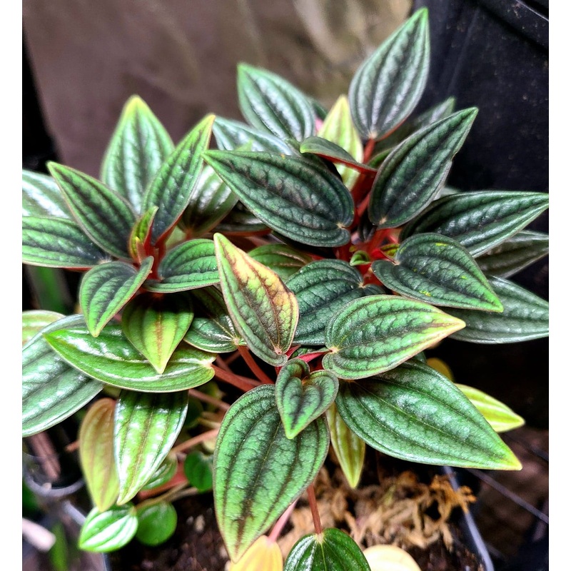 Peperomia Rosso|6-10 leaf cutting|Rooted with 10+ leaves