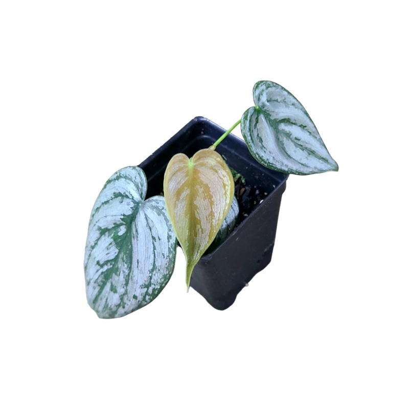 Philodendron brandtianum|1 leaf cutting|2 leaf cutting|Rooted with 2 + leaves|Rooted with 5+ leaves