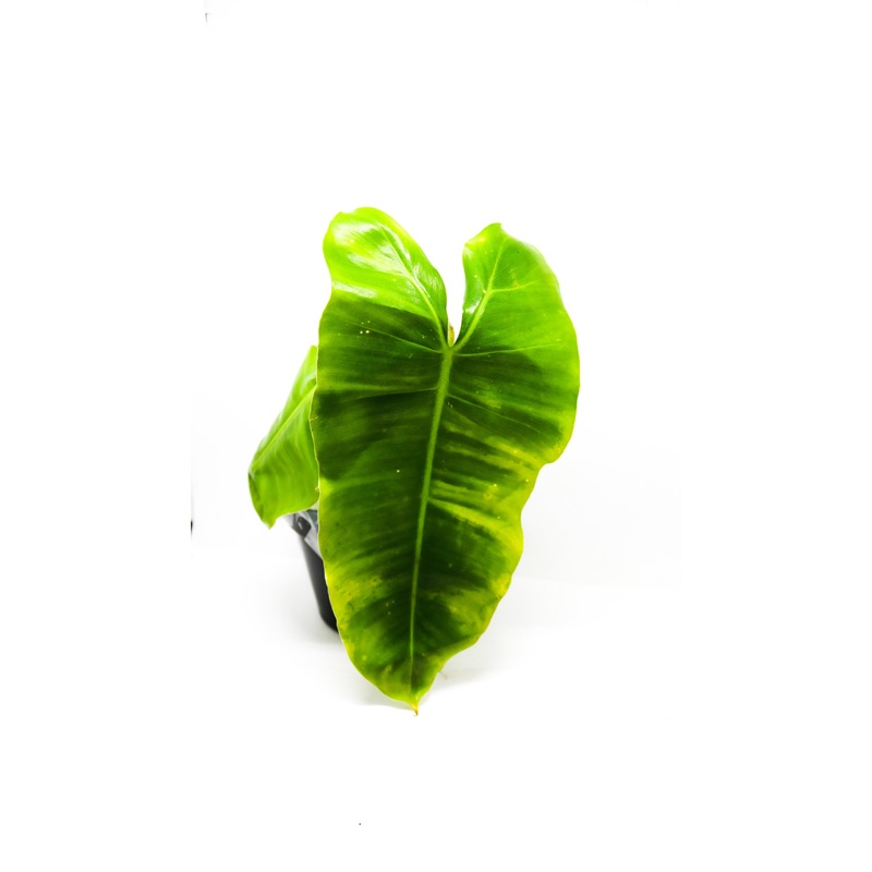 Philodendron Burl Marx|1 leaf cutting|2 leaf cutting|Rooted with 2 + leaves