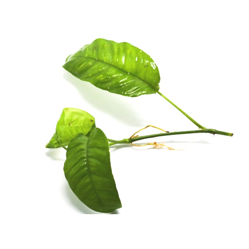 Philodendron cf. inaequilaterum Paper Thin