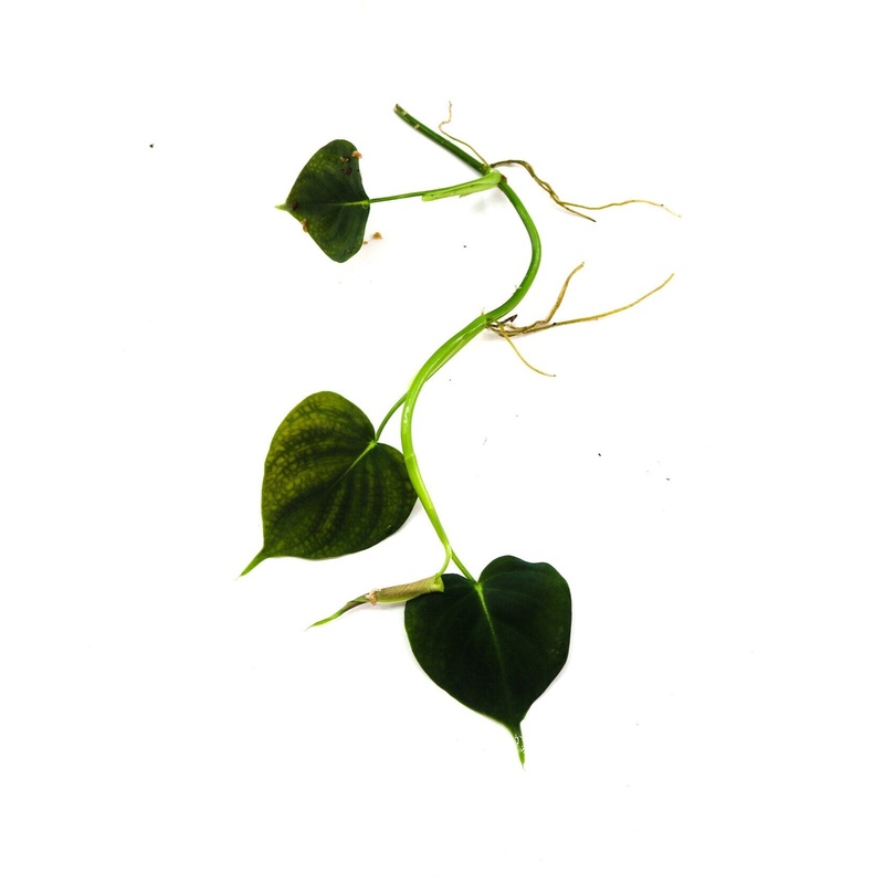 Philodendron cf. lupinum|1-2 leaf cutting|3-4 leaf cutting|Rooted with 4 + leaves