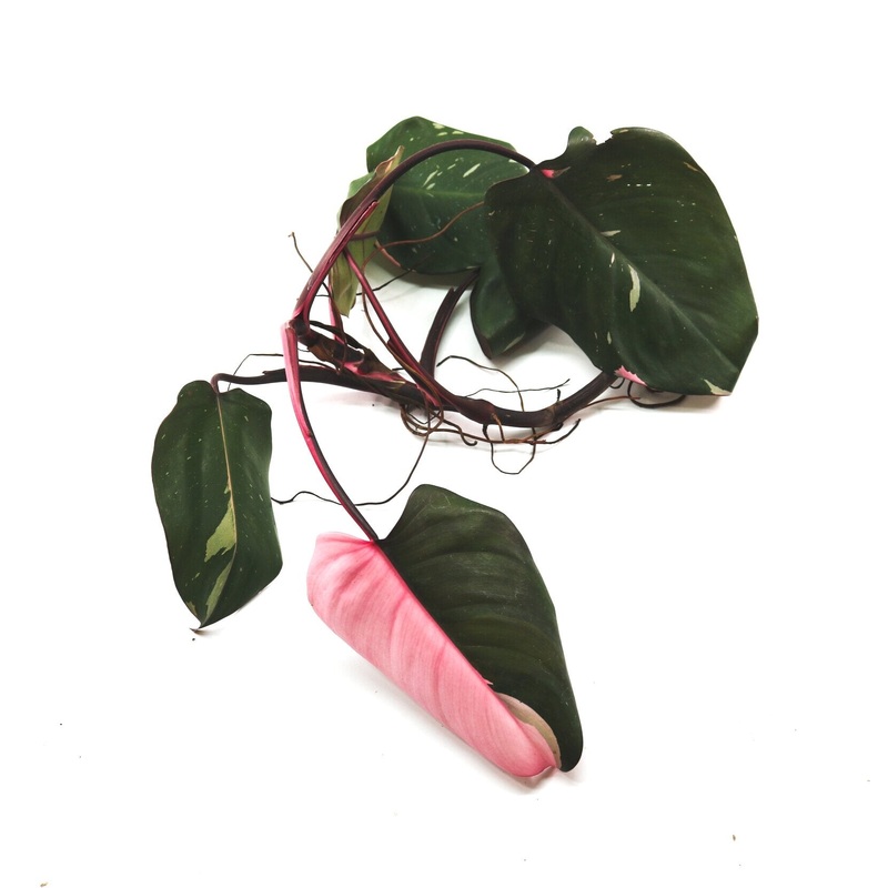 Philodendron erubescens hybrid Pink Princess