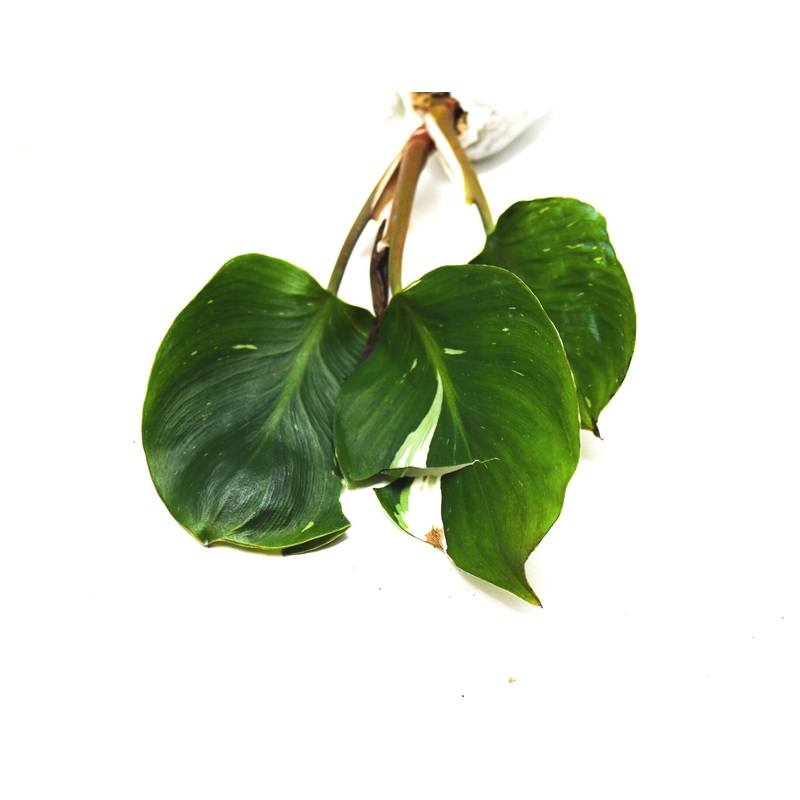 Philodendron erubescens hybrid White Knight