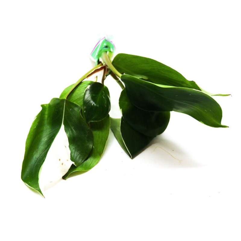 Philodendron erubescens hybrid White Wizard