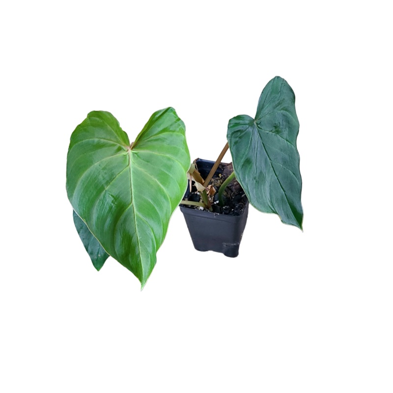 Philodendron fibrosum ‘Type’|1 leaf cutting|2 leaf cutting|Rooted with 2 + leaves|Rooted with 5+ leaves