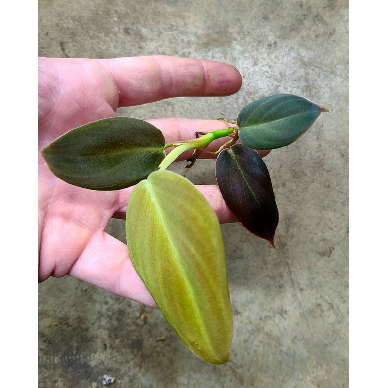 Philodendron gigas|1 leaf cutting|2 leaf cutting|Rooted with 2 + leaves
