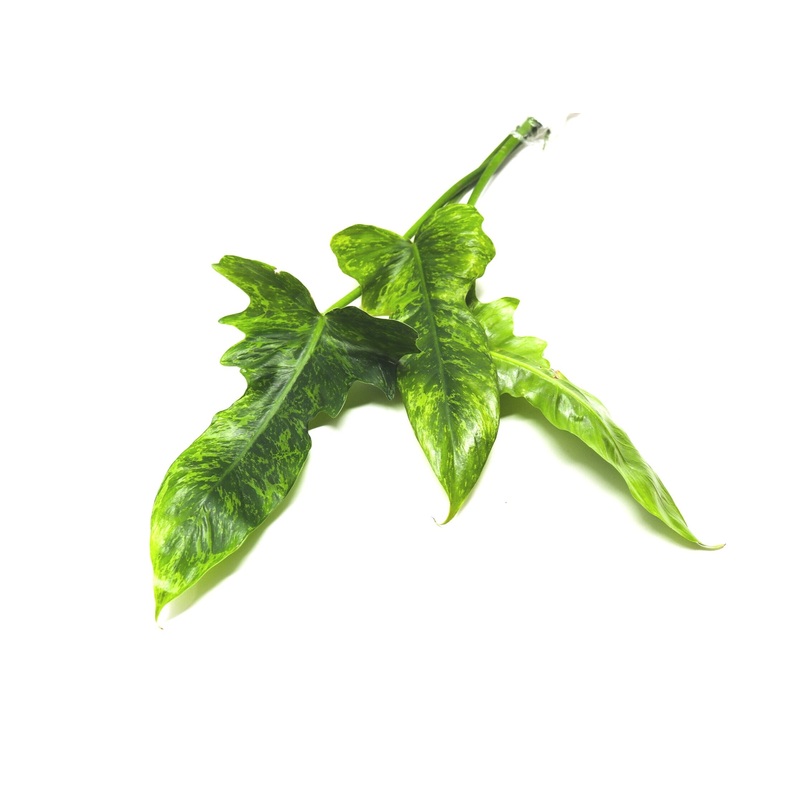 Philodendron Golden Dragon Variegata / Lime Fiddle