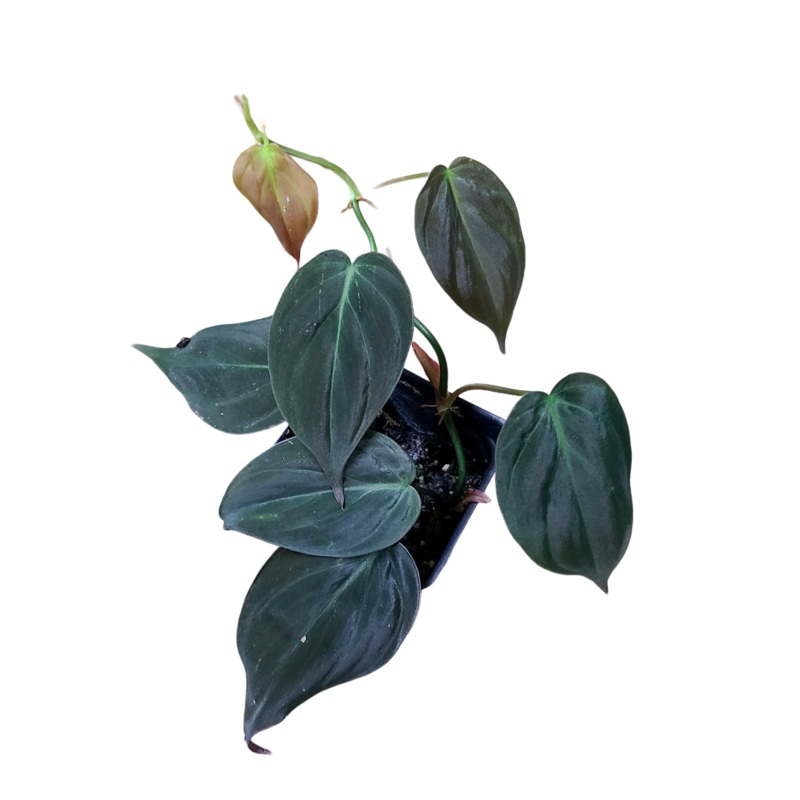 Philodendron hederaceum var. hederaceum