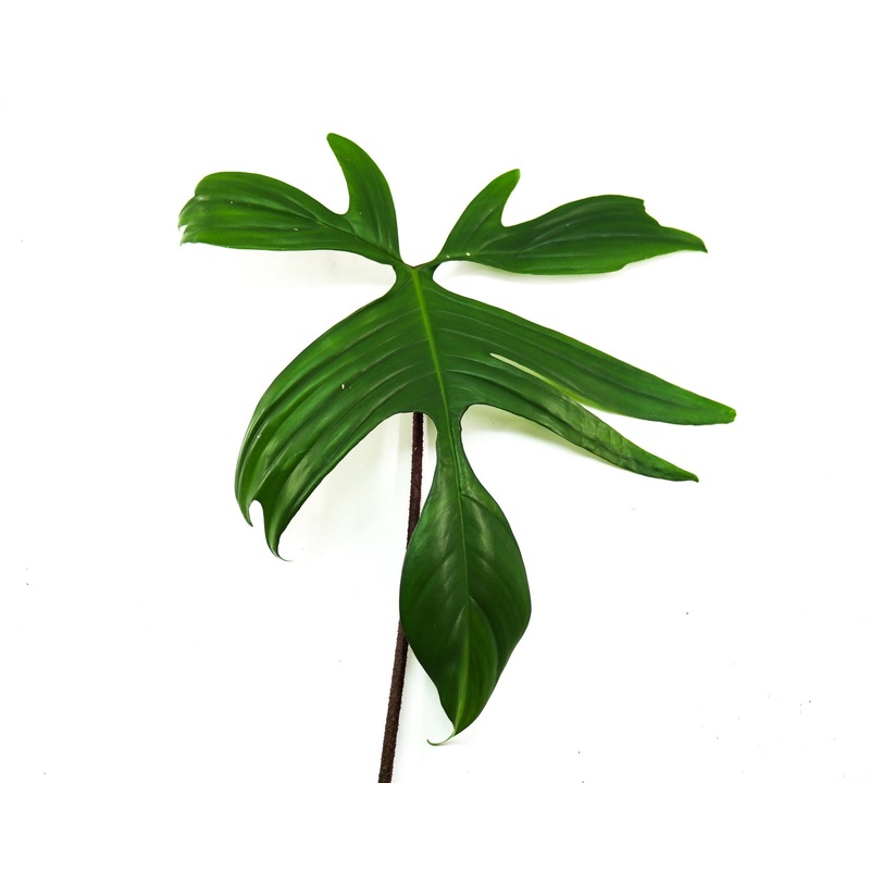 Philodendron pedatum|1 leaf cutting|2 leaf cutting|Rooted with 2 + leaves
