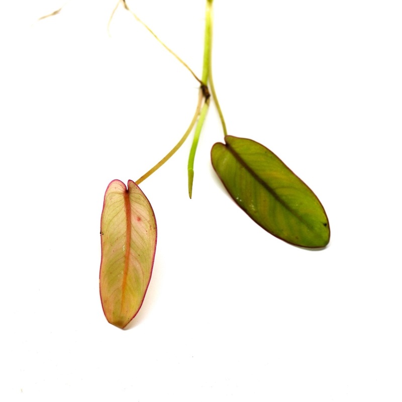 Philodendron recurvifolium|1 leaf cutting|2 leaf cutting|Rooted with 2 + leaves