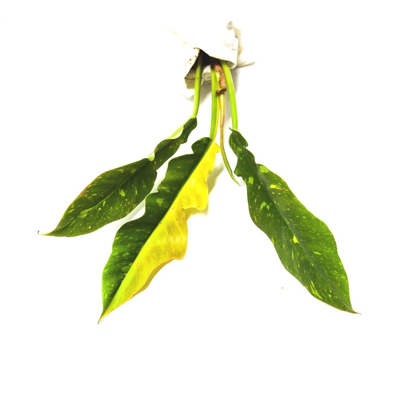 Philodendron Ring of Fire|1 leaf cutting|2 leaf cutting|Rooted with 2 + leaves