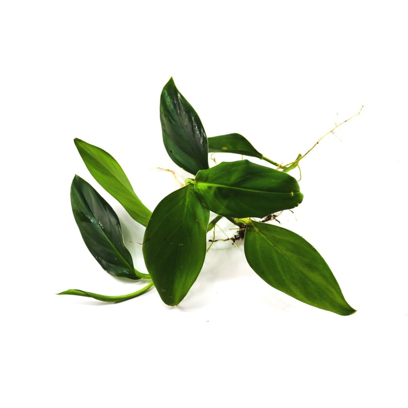 Philodendron Santiago Mini|2-3 leaf cutting|4-5 leaf cutting|Rooted with 4 + leaves