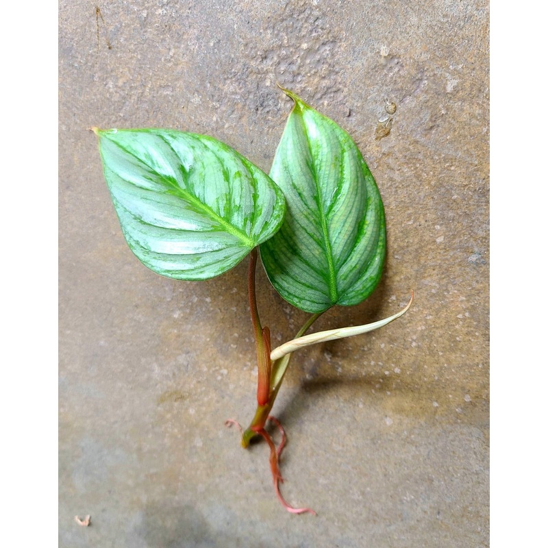 Philodendron sodiroi Standard Form