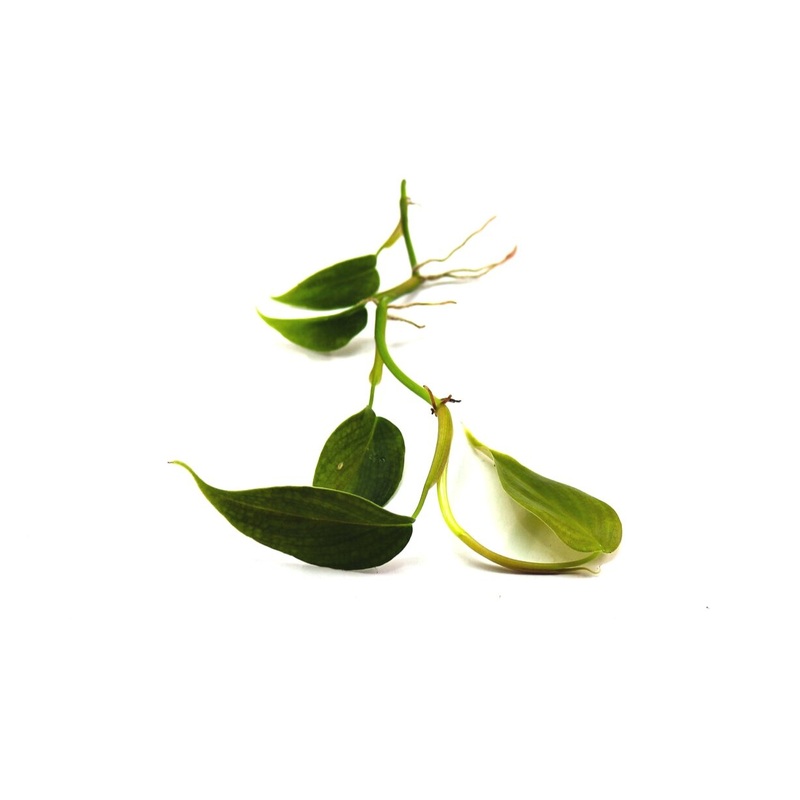 Philodendron sp. Condor|2-3 leaf cutting|4-5 leaf cutting|Rooted with 4 + leaves
