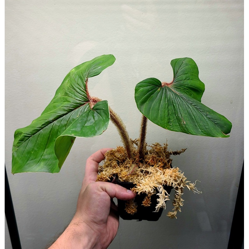 Philodendron squamicuale|1 leaf cutting|2 leaf cutting|Rooted with 2 + leaves
