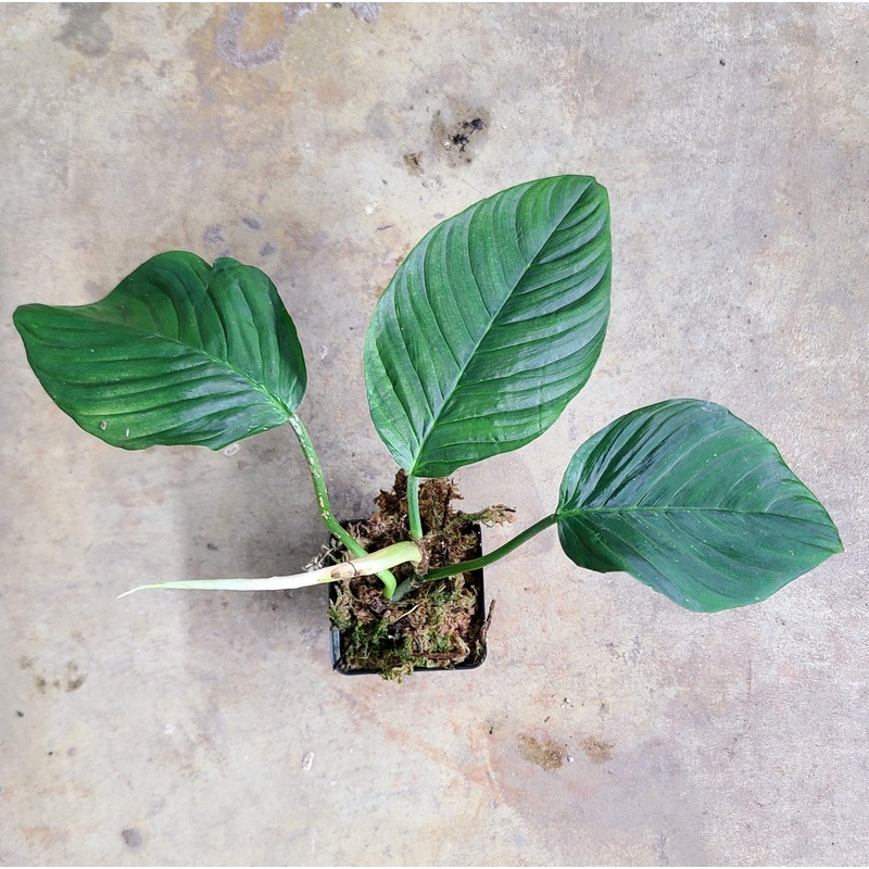 Philodendron squamipetiolatum|1 leaf cutting|2 leaf cutting|3 leaf cutting|Rooted with 2 + leaves