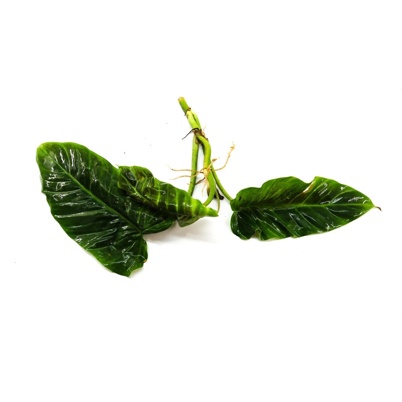 Philodendron subhastatum|1 leaf cutting|2 leaf cutting|Rooted with 2 + leaves
