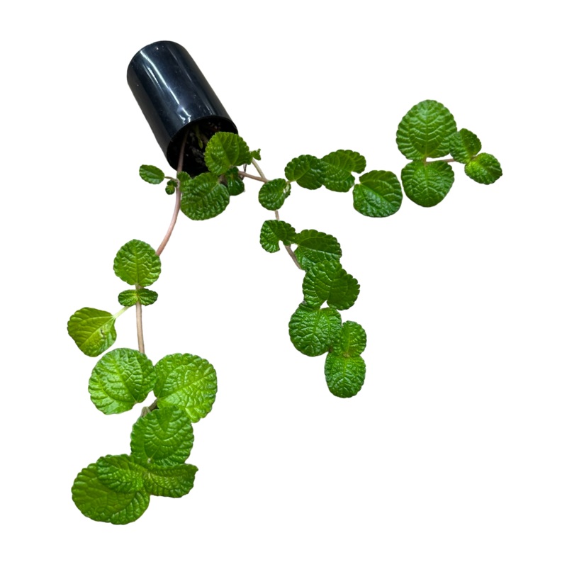 Pilea nummularifolia|10-12 leaf cutting|Small Rooted Plug (6+ Leaves)|Rooted with 10+ leaves