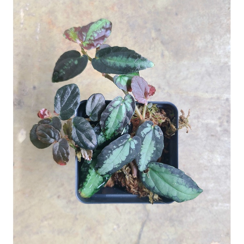 Procris (Pellionia) repens var. repens
