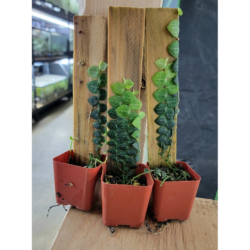 Rhaphidophora cryptantha|Multiple, 4-6 leaf cuttings (at least 3)|Rooted with 10 + leaves