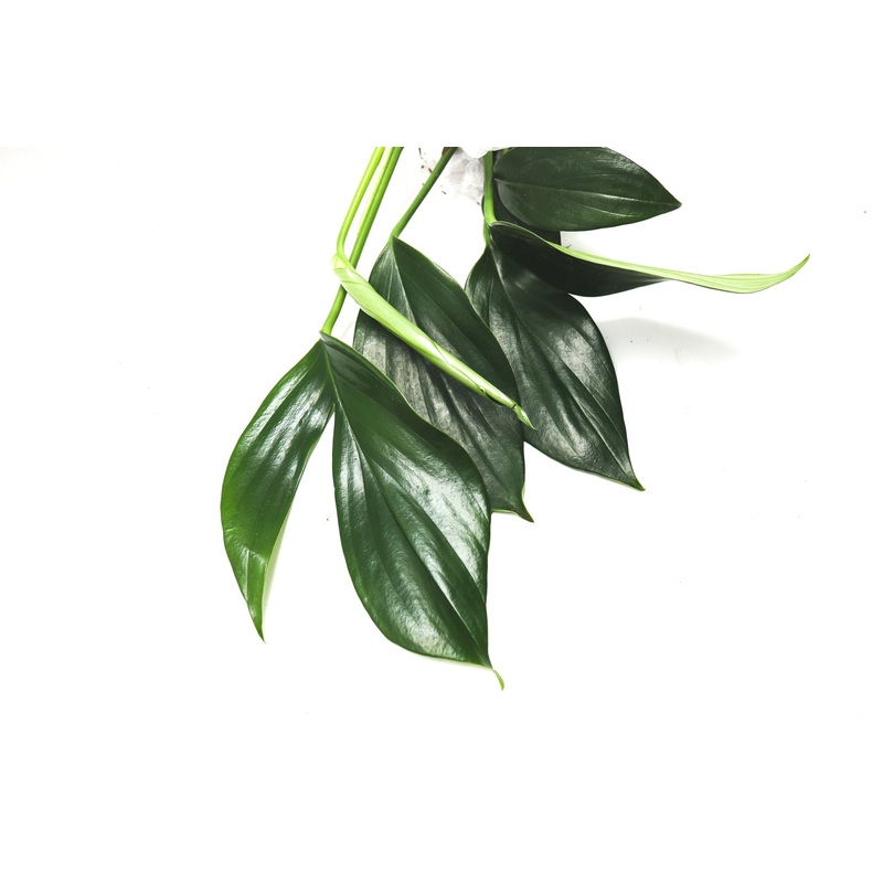 Rhaphidophora discursiva|Mature leaf top cut with 2 leaves|2 leaf cutting|Rooted with 2 + leaves