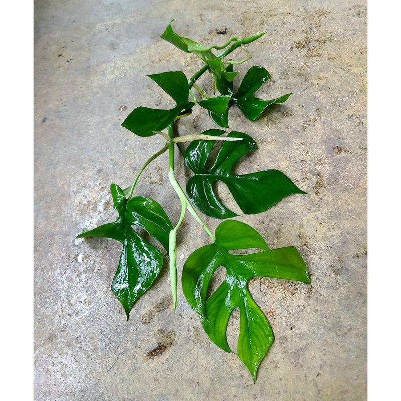 Rhaphidophora tetrasperma|2 leaf cutting|Rooted with 2 + leaves