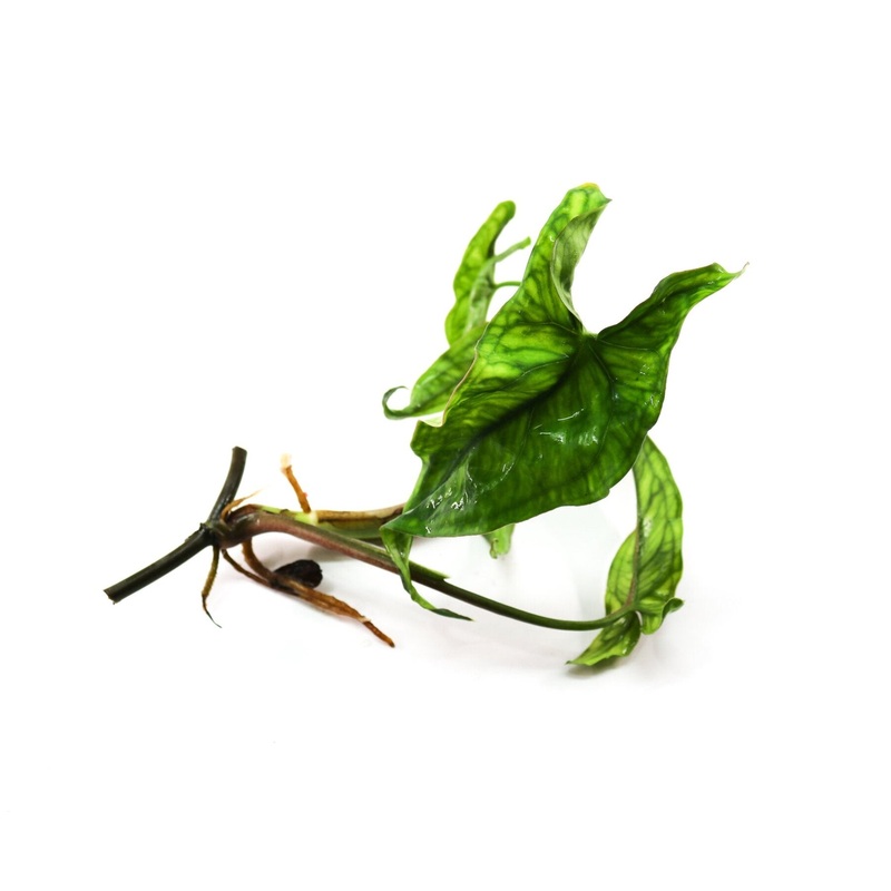 Syngonium Lance Leaf|2 leaf cutting|Rooted with 3-4+ leaves