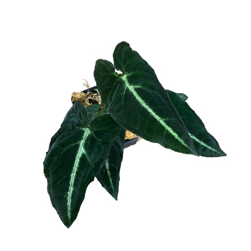 Syngonium rayii|3 leaf cutting|Rooted with 3-4+ leaves