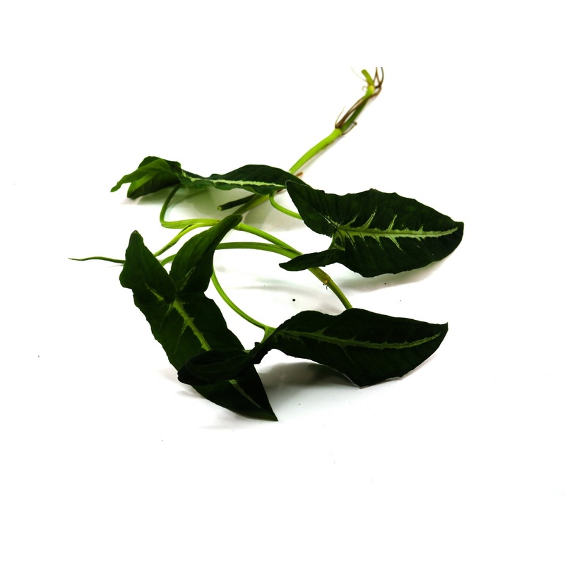 Syngonium wendlandii|2-3 leaf cutting|Rooted with 3+ leaves