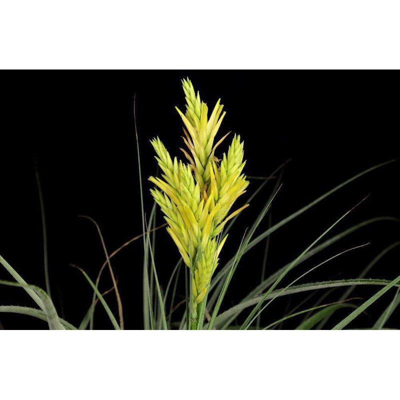 x Pitcohnia (Deuterocohnia longipetala x Pitcairnia bergii)