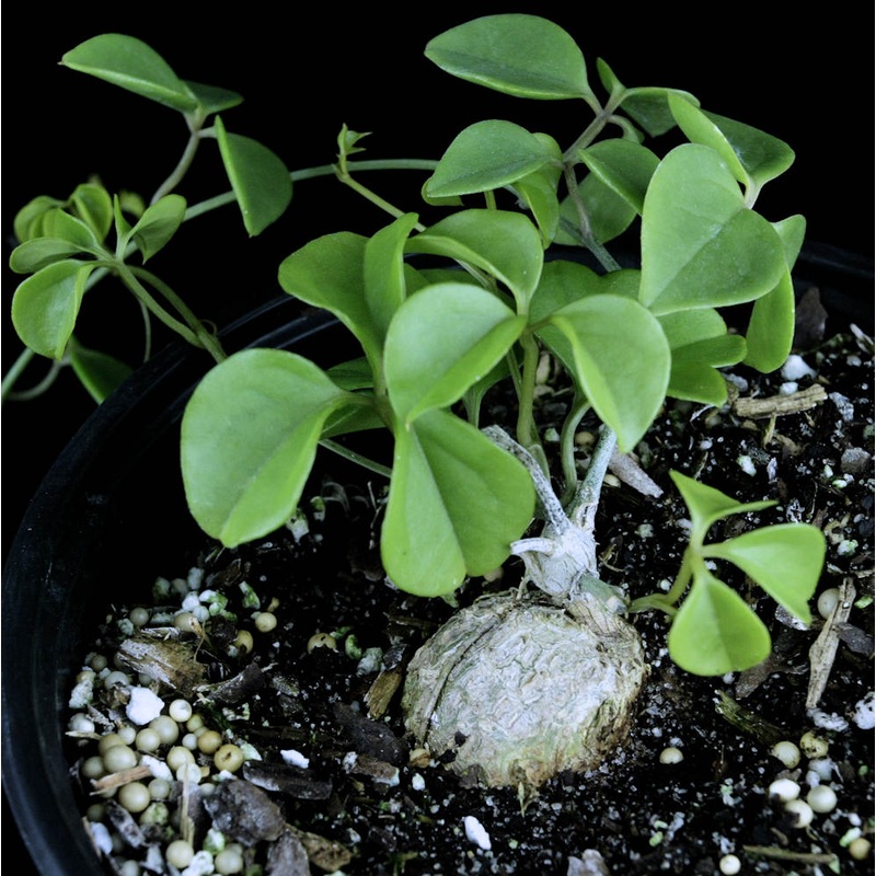 Neoalsomitra sarcophylla|4-inch Pot|6-inch Pot