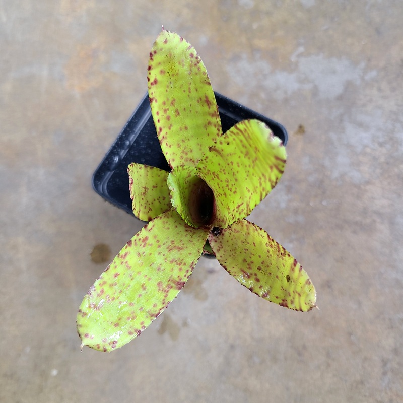 Neoregelia ampullacea Yellow