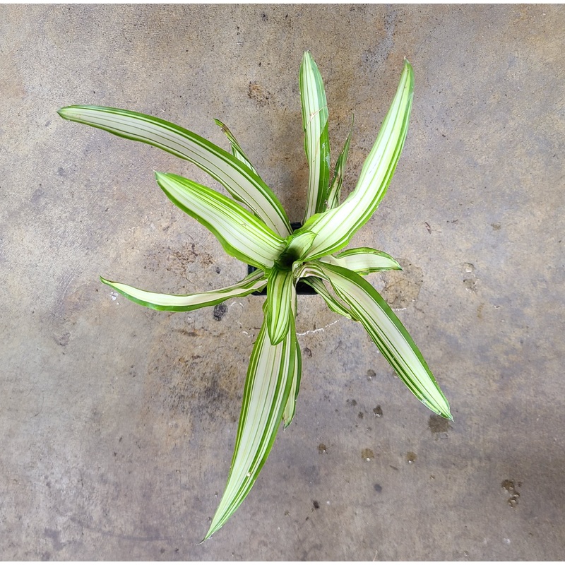 Neoregelia Ardie