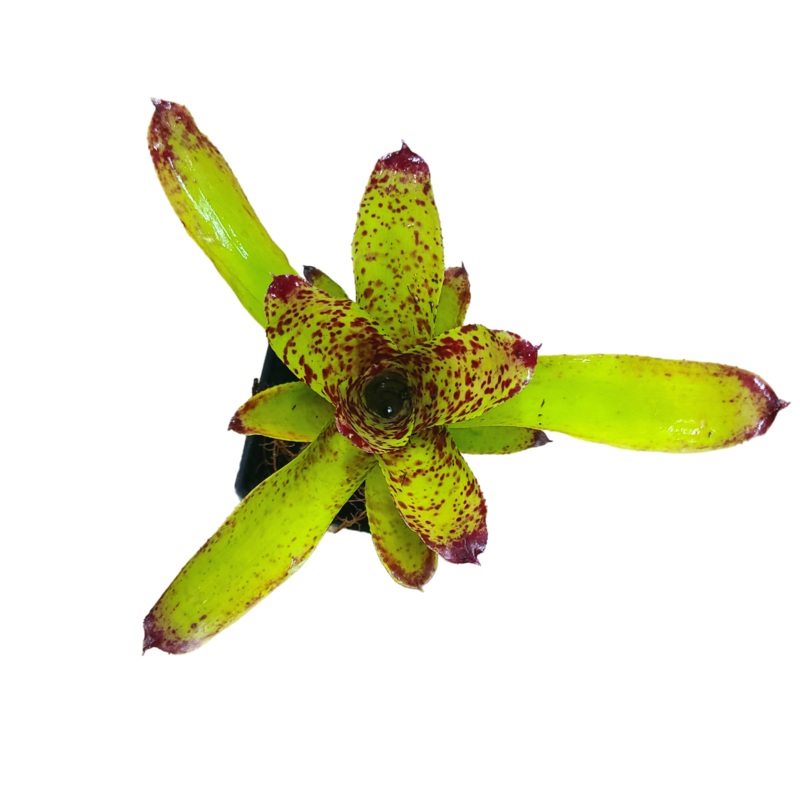 Neoregelia Cheers