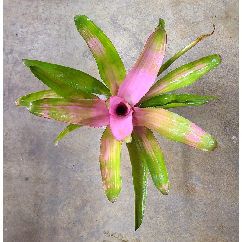 Neoregelia Cotton Candy