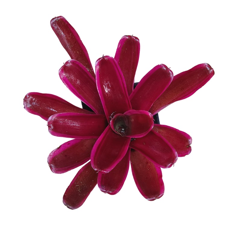 Neoregelia Donger|Single|Bunch with 1-3 pups
