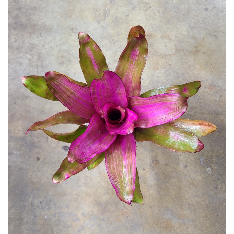 Neoregelia Donna