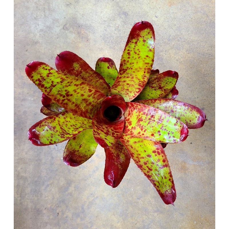 Neoregelia Fire On Deck